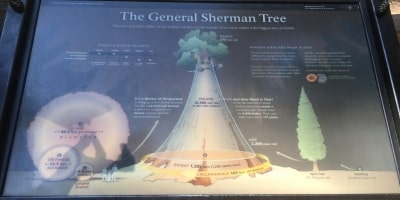 Infotafel General Sherman Tree