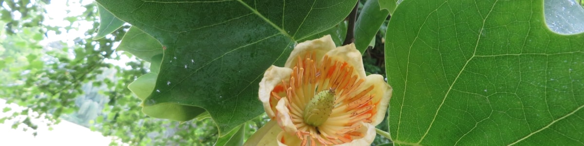 Blüte von Rosa moyesii Sorte Marguerite Hilling