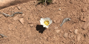 Flower in the Petrified Forest