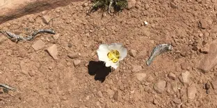 Blume im Petrified Forest